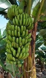 Banana Benefici, Proprietà e Curiosità