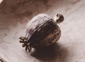 Guida alle Spezie ed Erbe Aromatiche