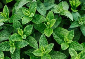 Guida alle Spezie ed Erbe Aromatiche